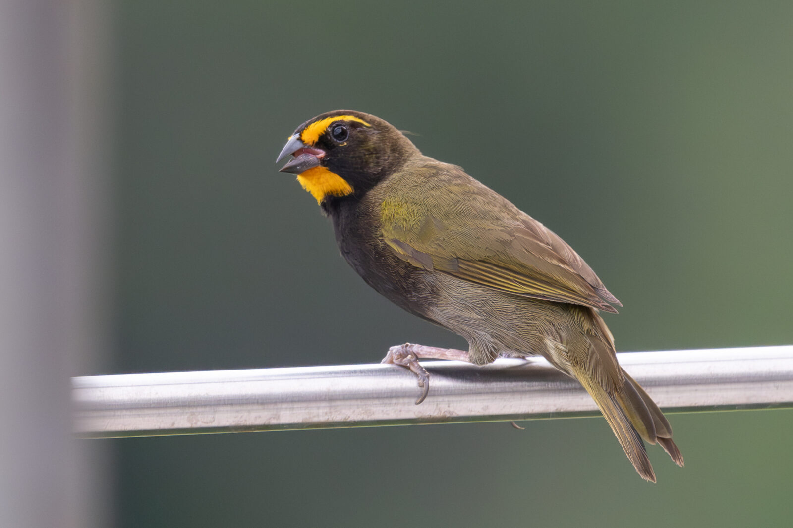 Yellow-faced Grassquit
