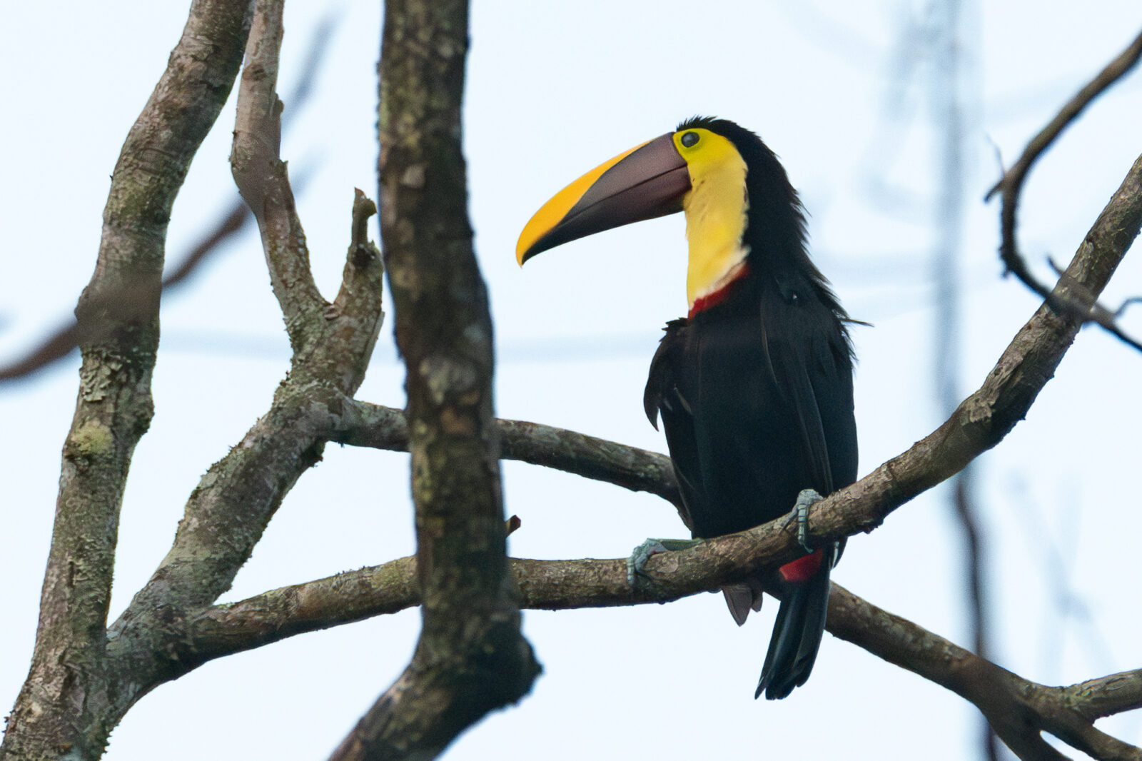 Yellow throated Toucan