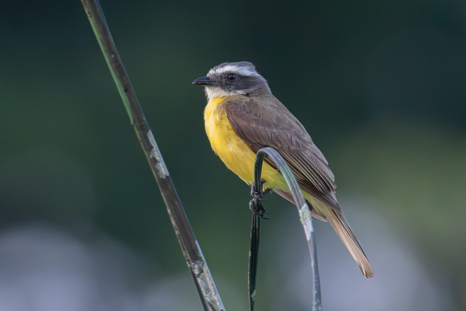 Social Flycatcher