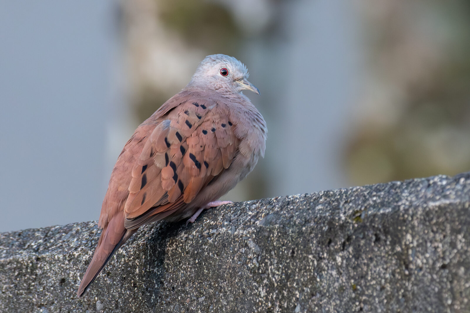 Ruddy Ground Dove