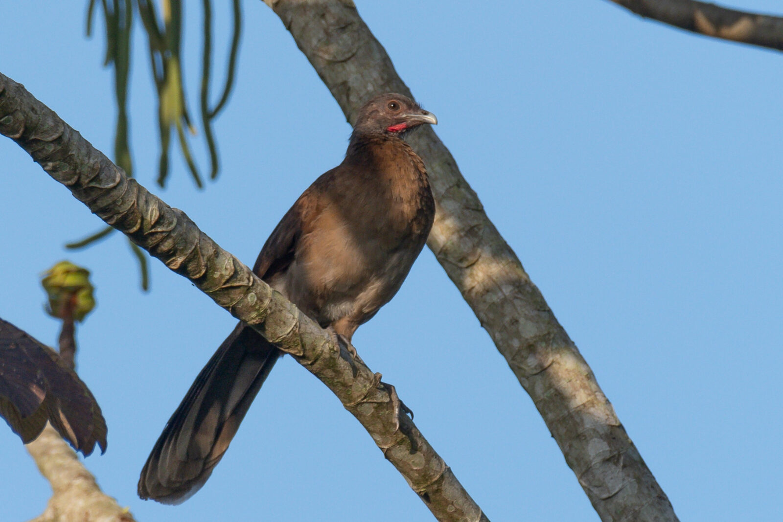 Gray headed Chachalaca