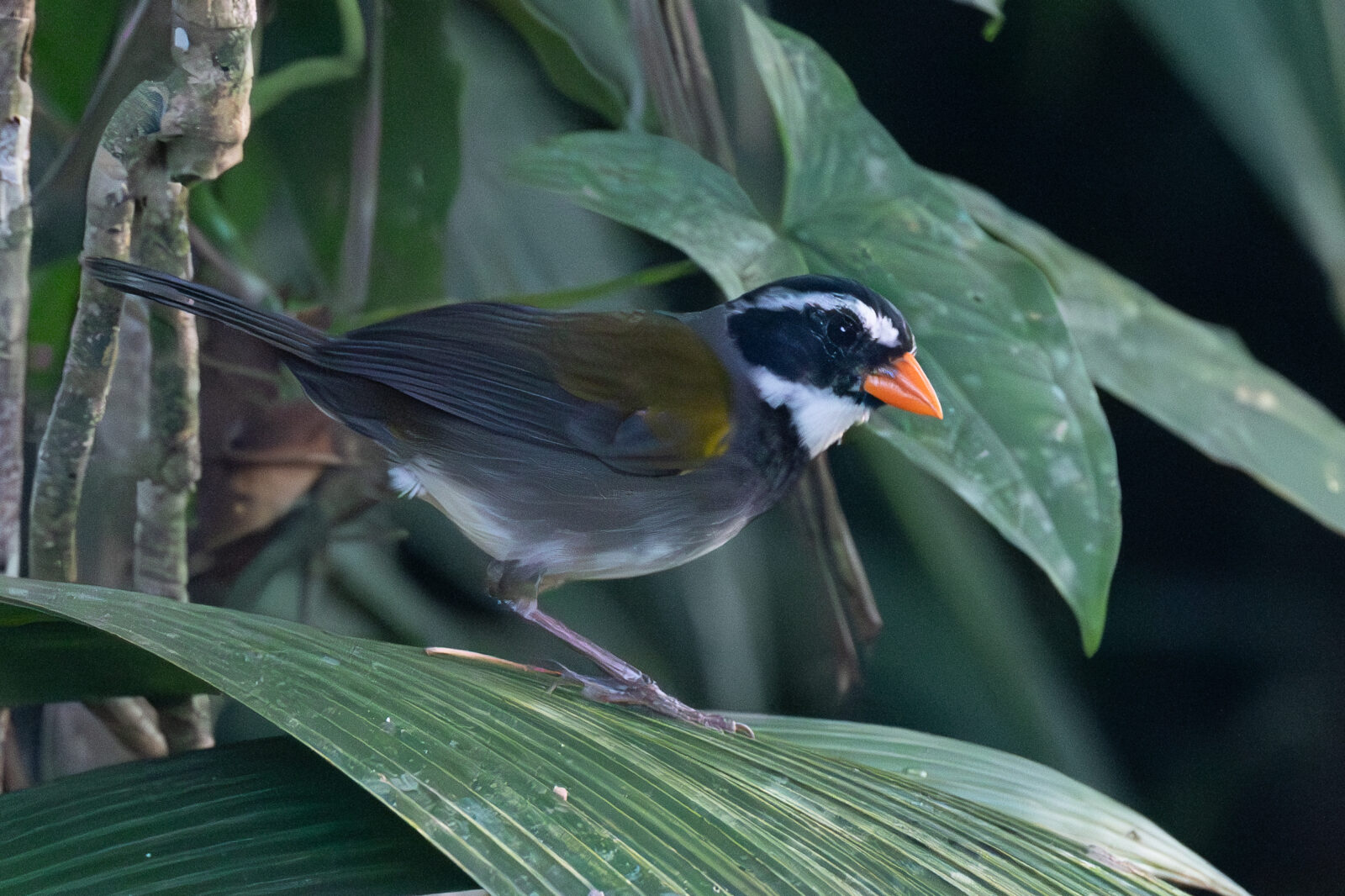 Orange billed Sparrow