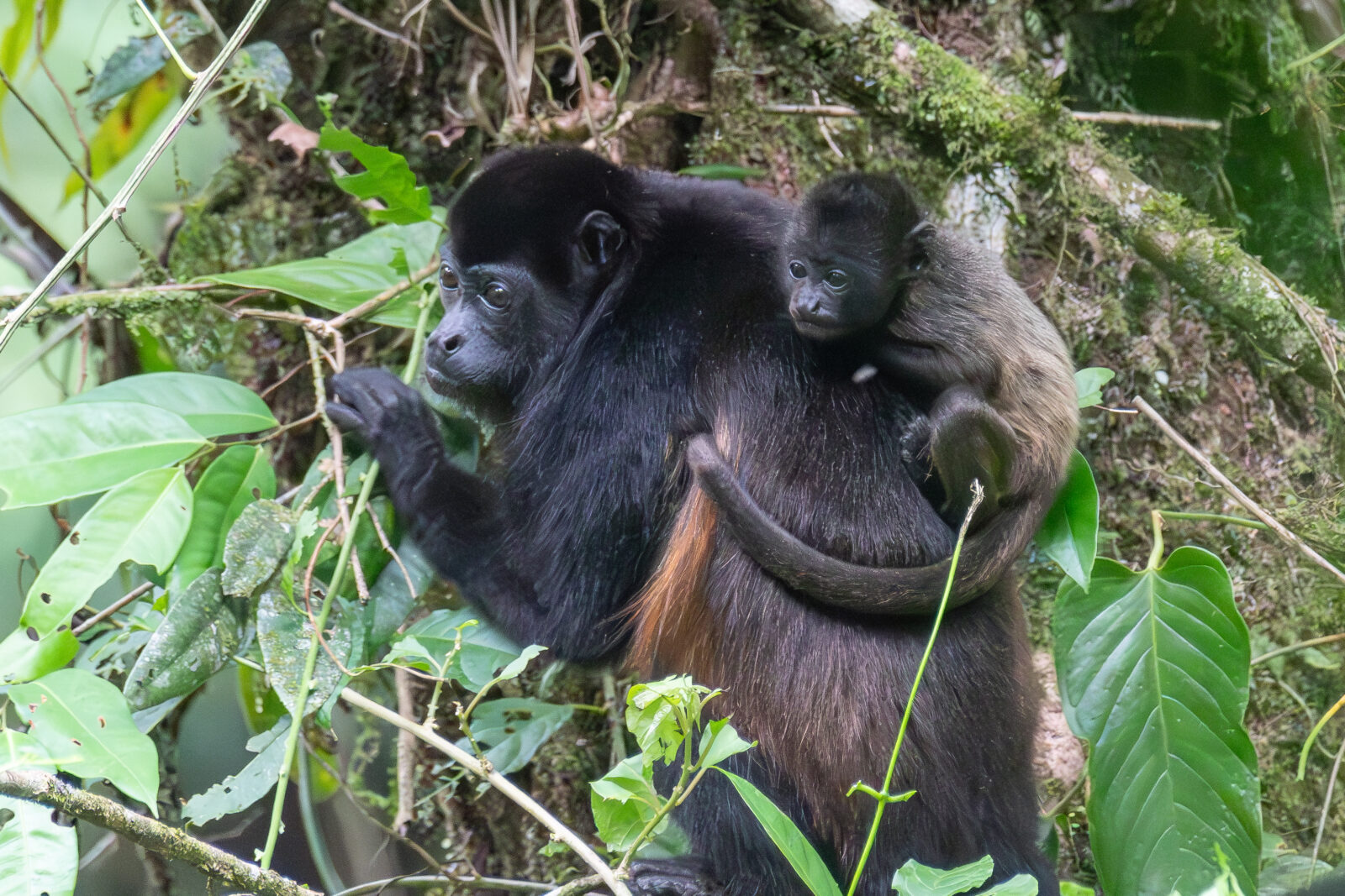 Howler Monkey