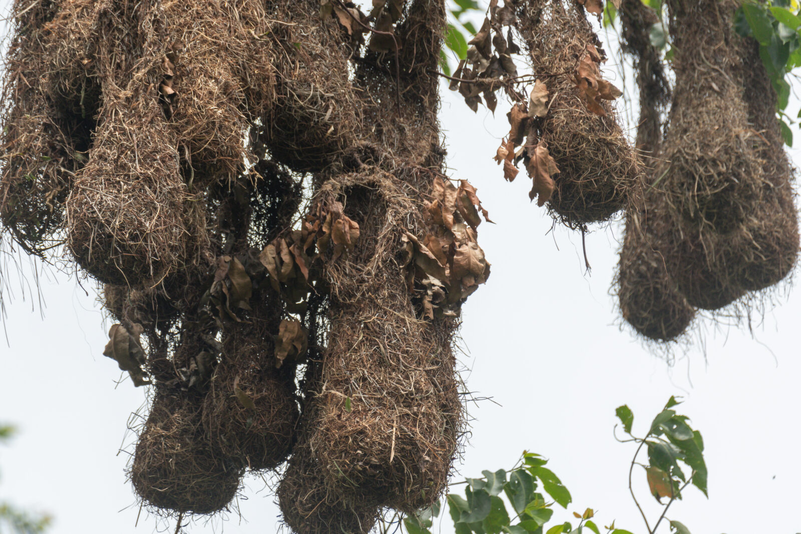 Oropendola Nests