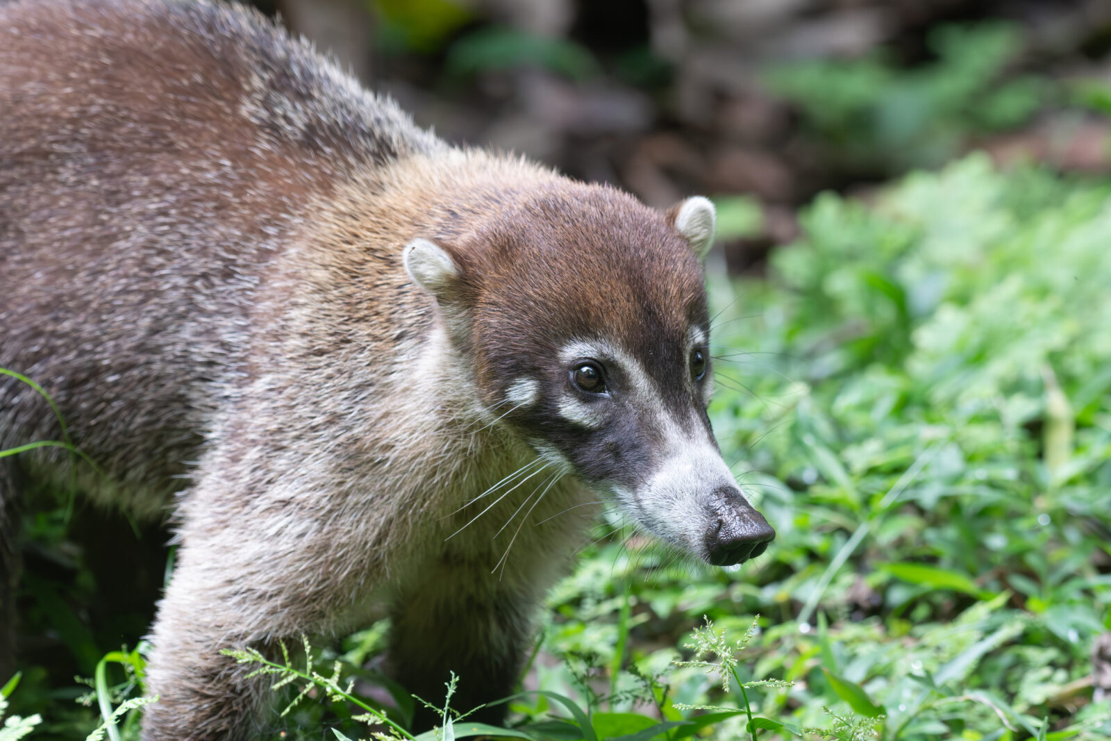 White Nosed Coati