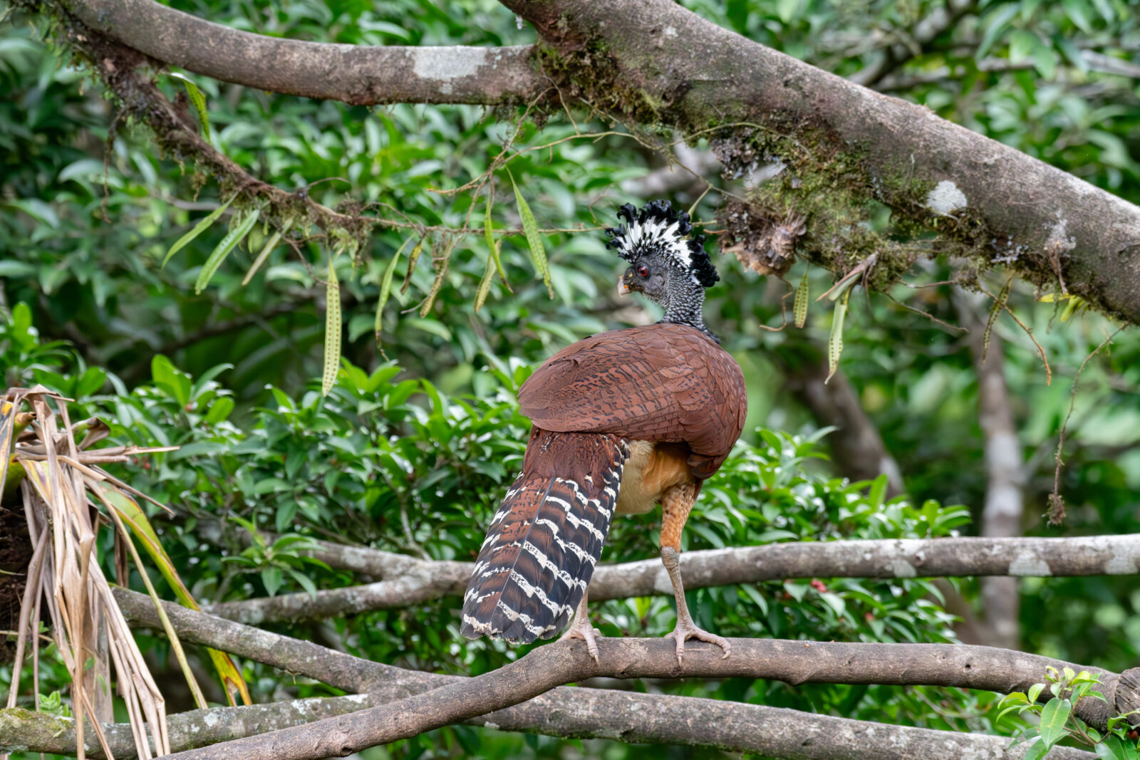 Great Curassow