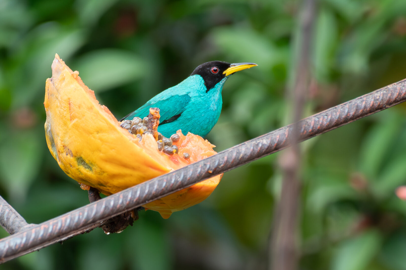 Green Honeycreeper
