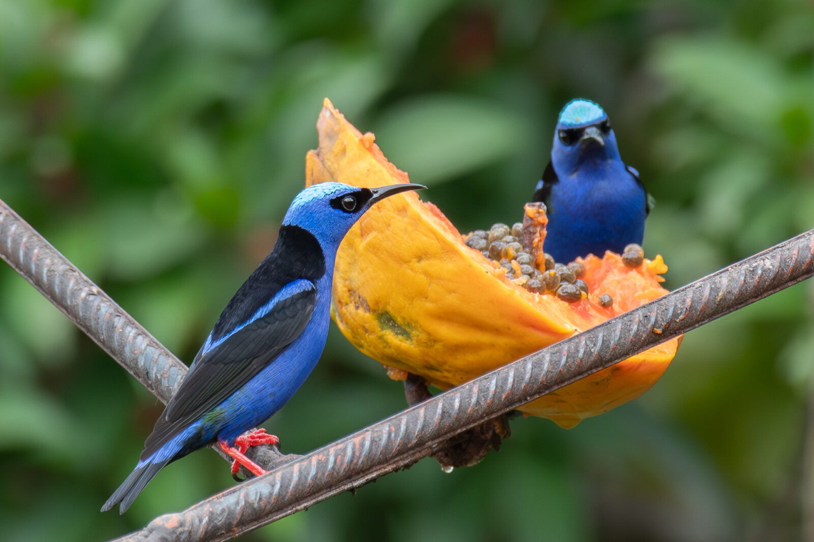 Red-legged Honeycreeper