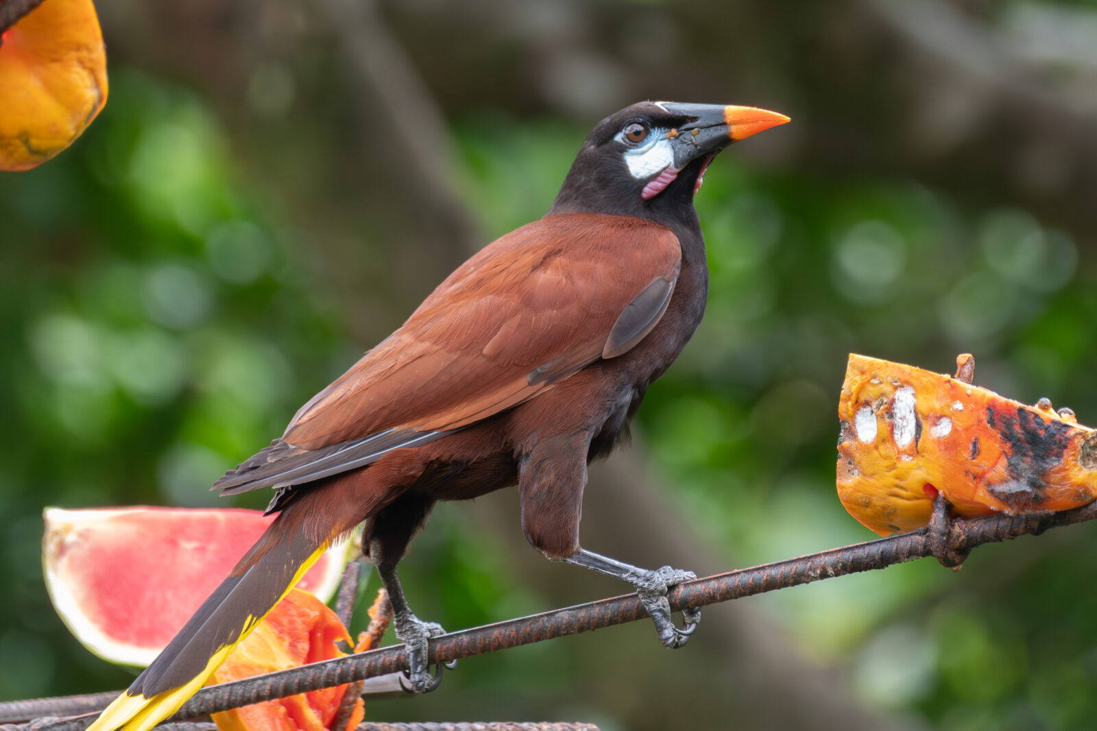 Montezuma's Oropendola