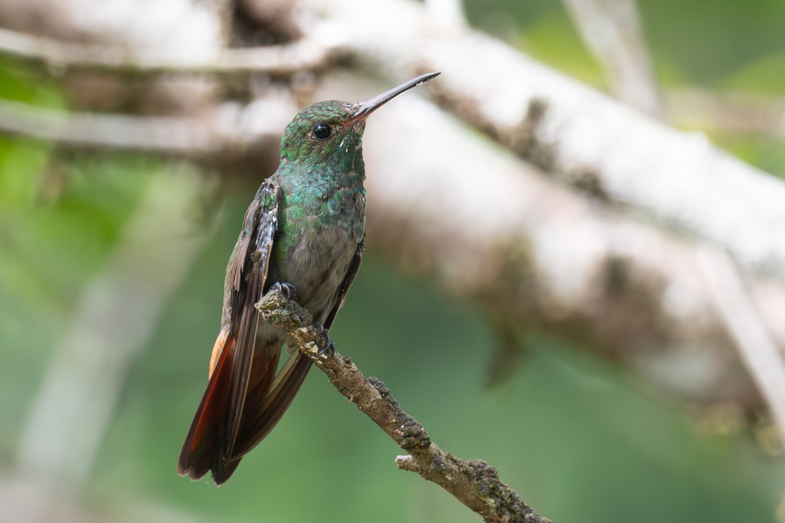 Rufous tailed Hummingbird