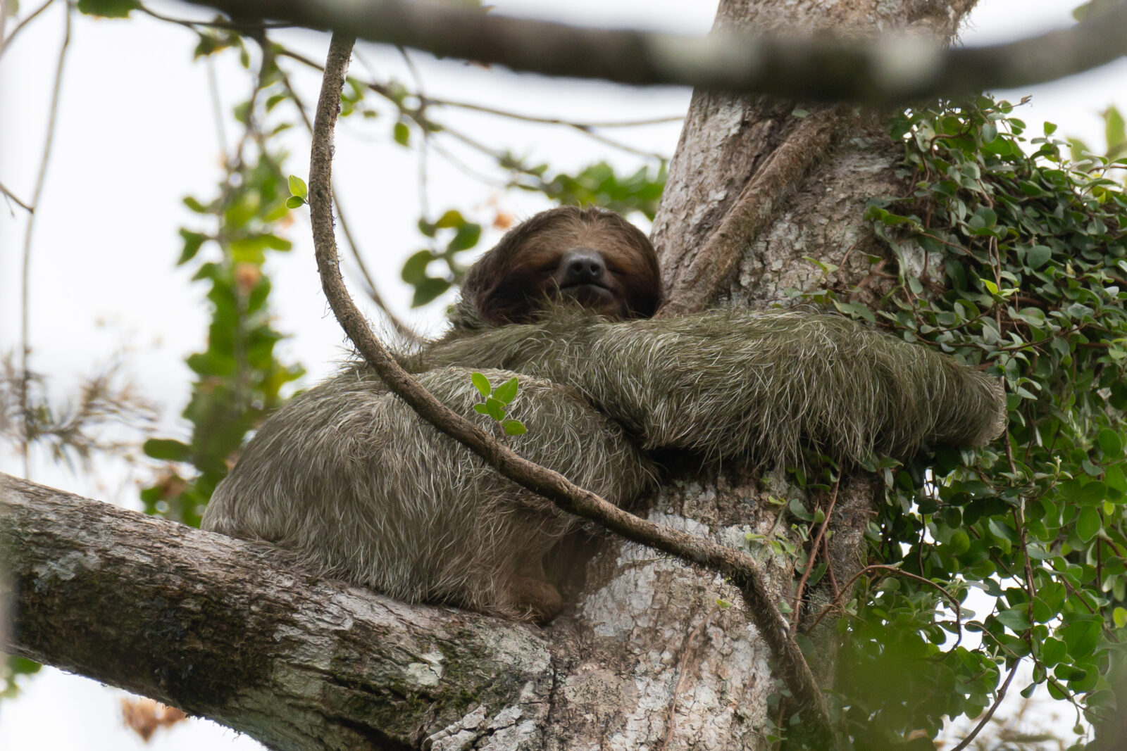 Two-toed Sloth