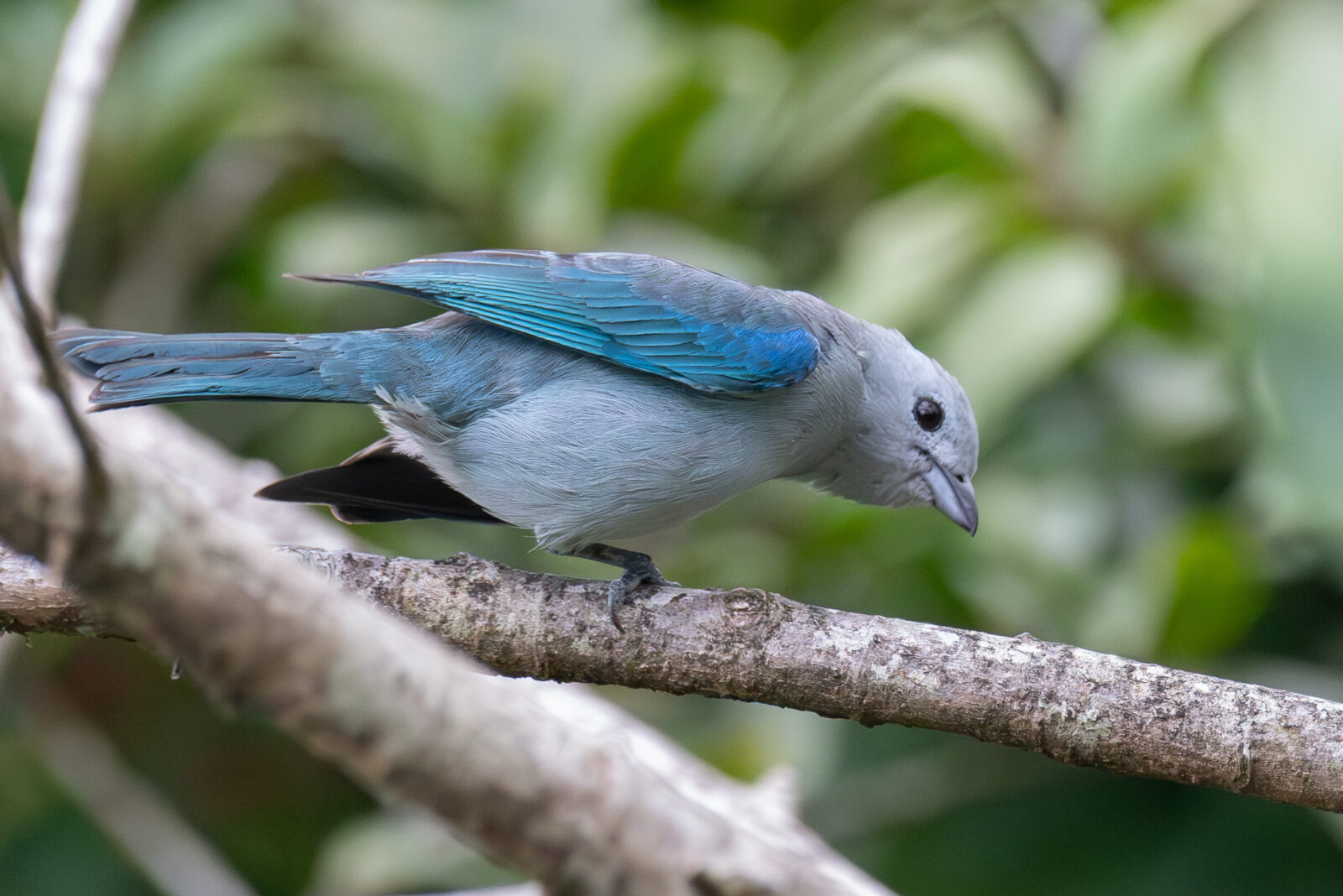 Blue Gray Tanager