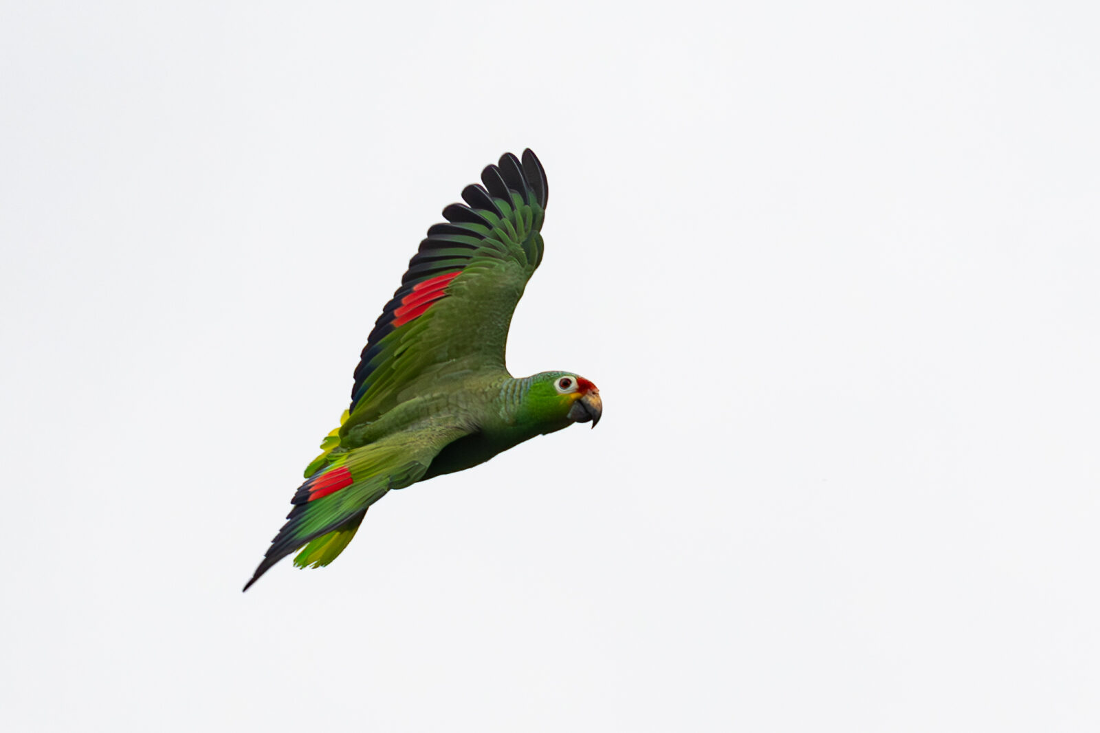 Red lored Parrot