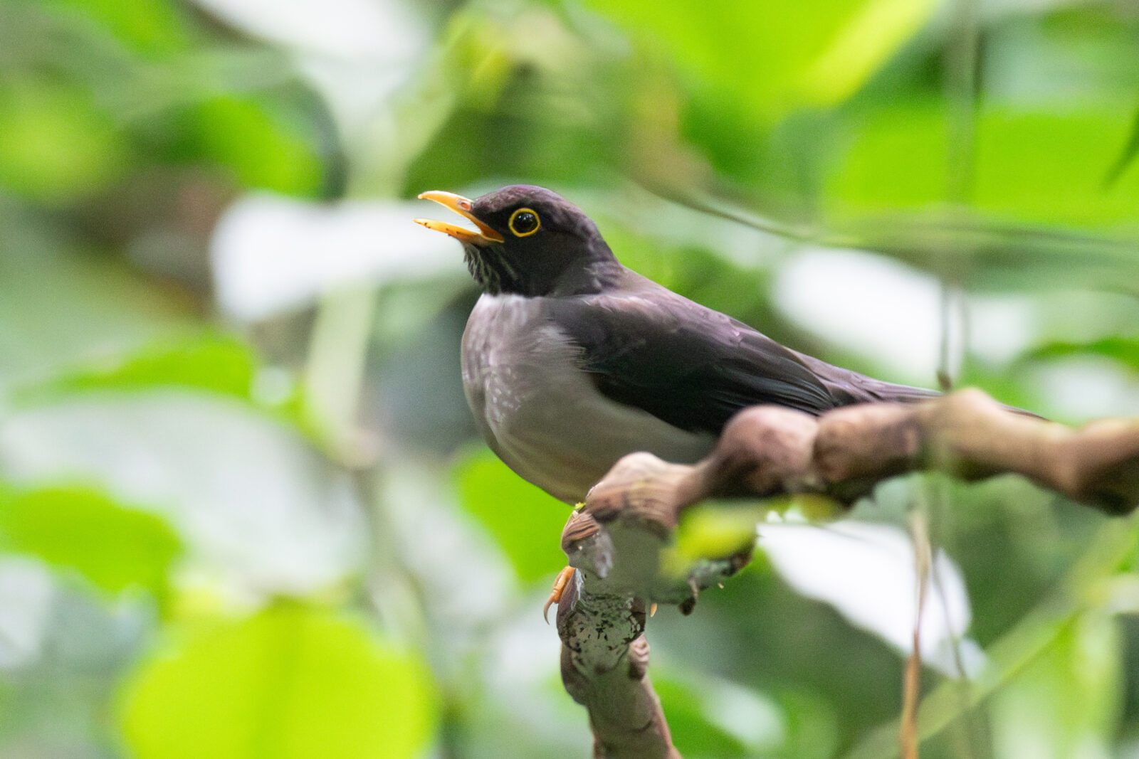 White throated Thrush