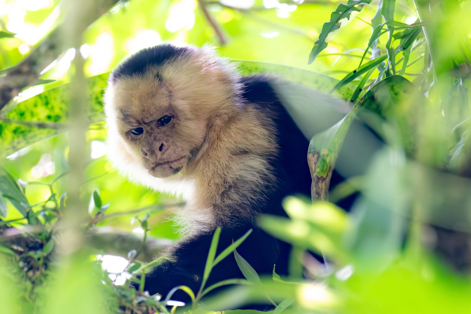 White-Faced Capuchin Monkey