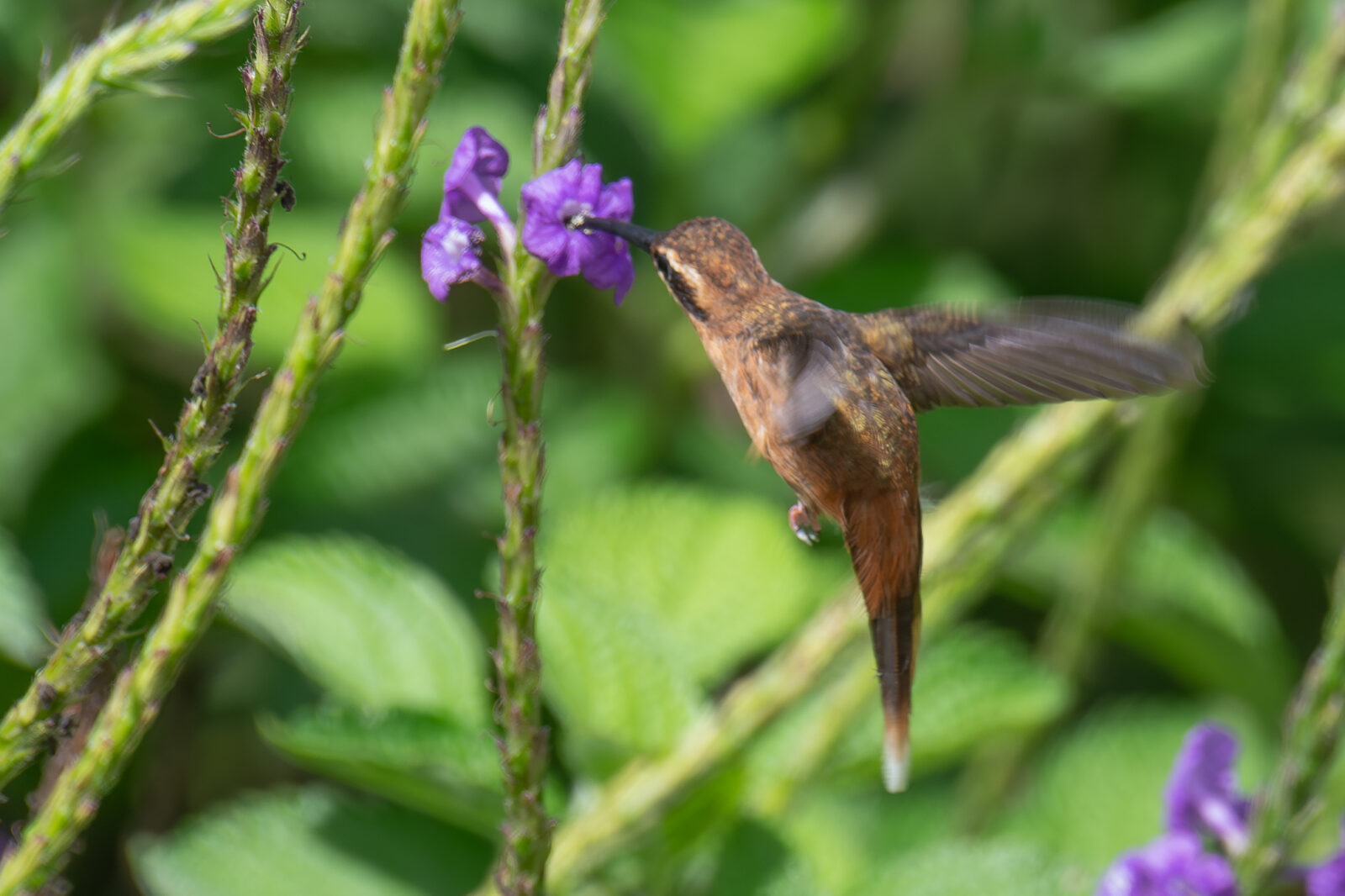 Stripe throated Hermit