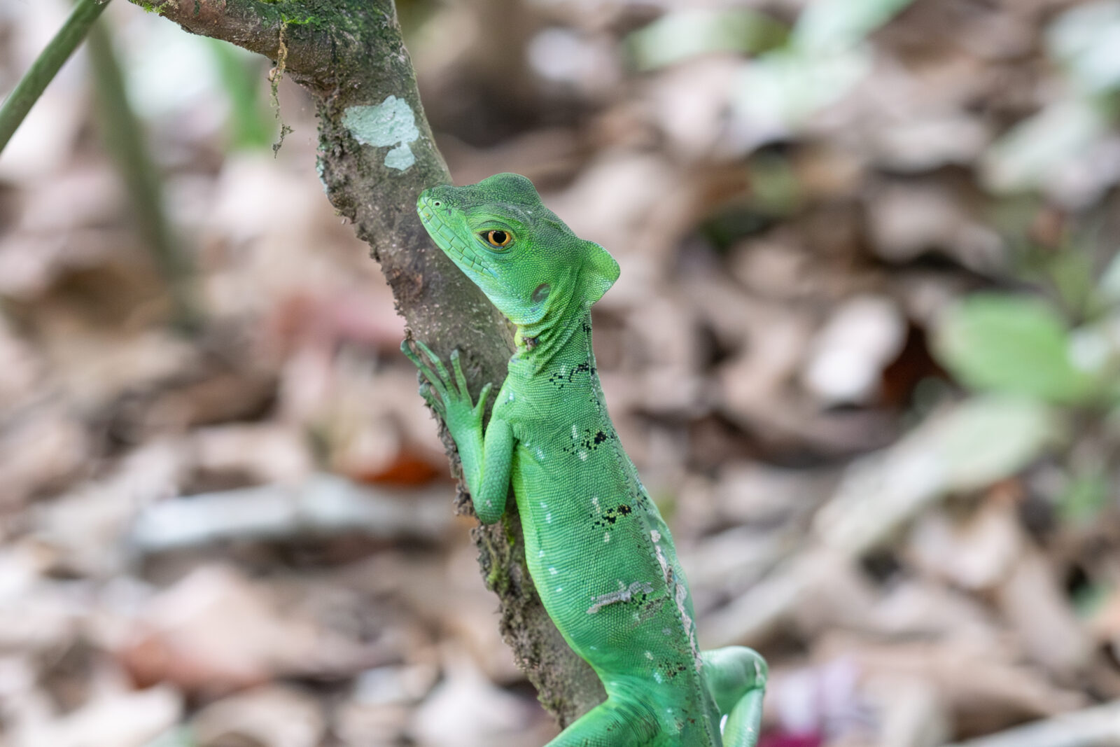 Green Basilisk Lizard
