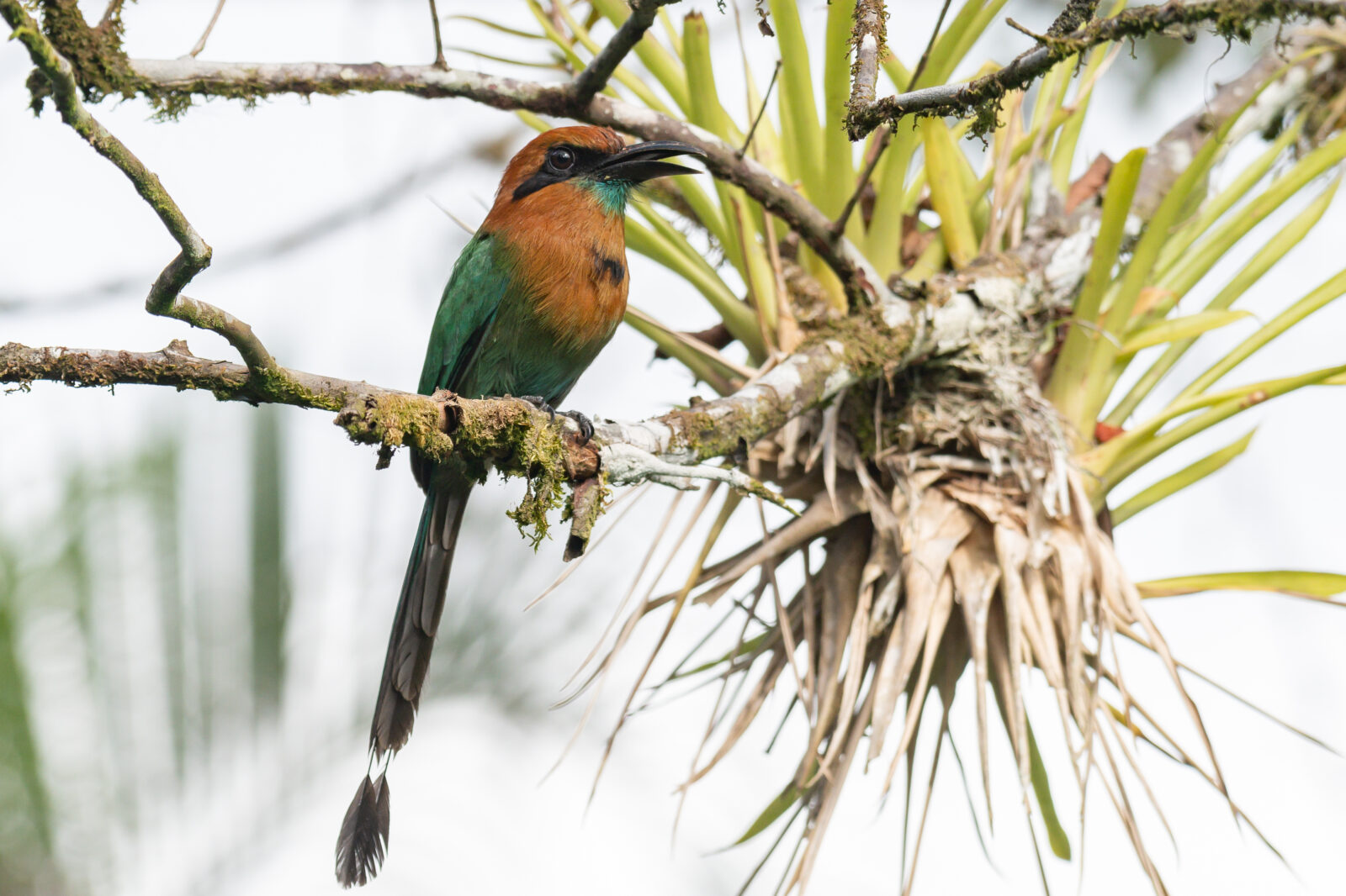 Broad billed Motmot