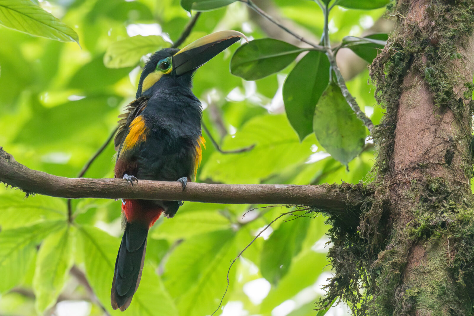 Yellow-eared Toucanet