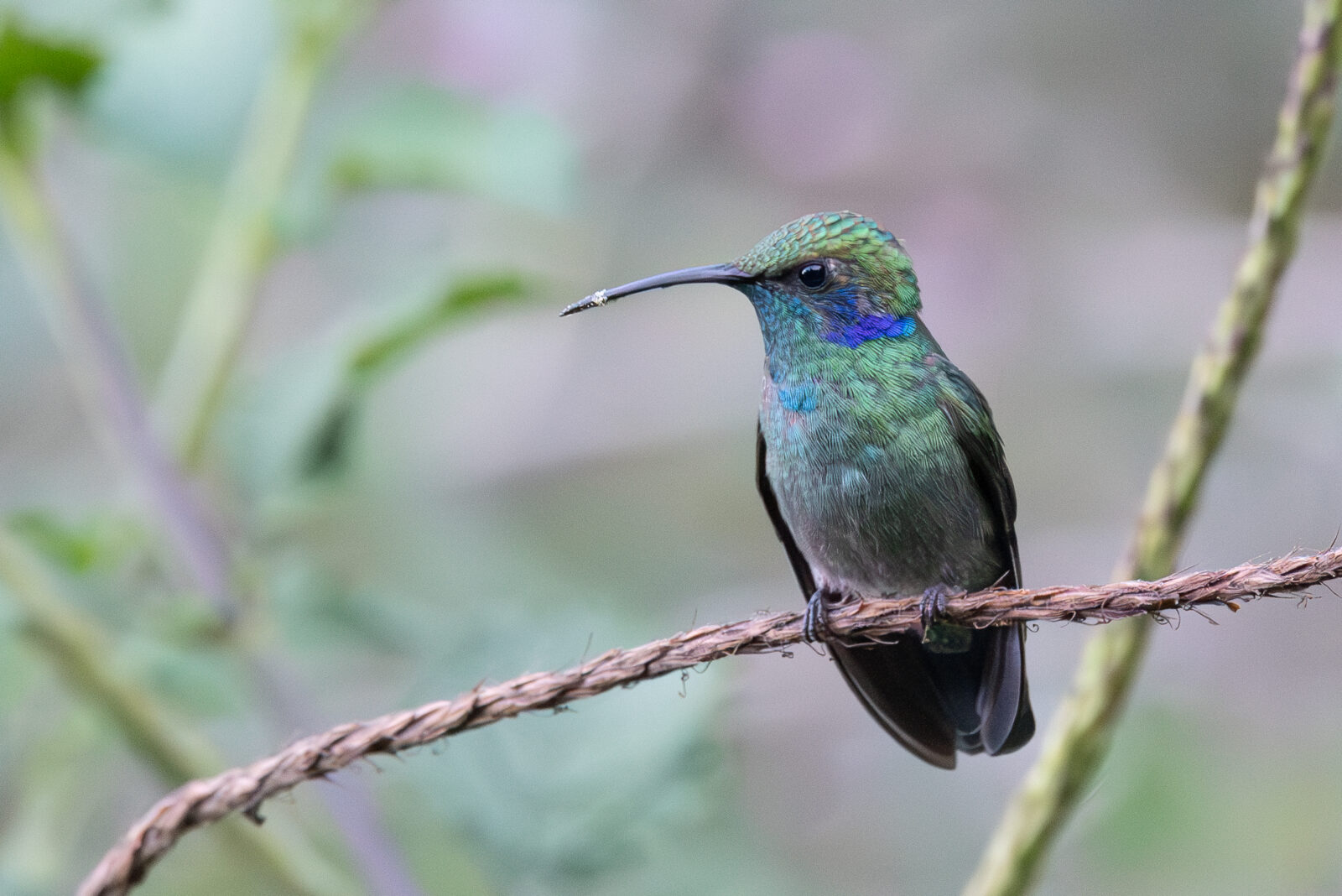 Lesser Violet-ear
