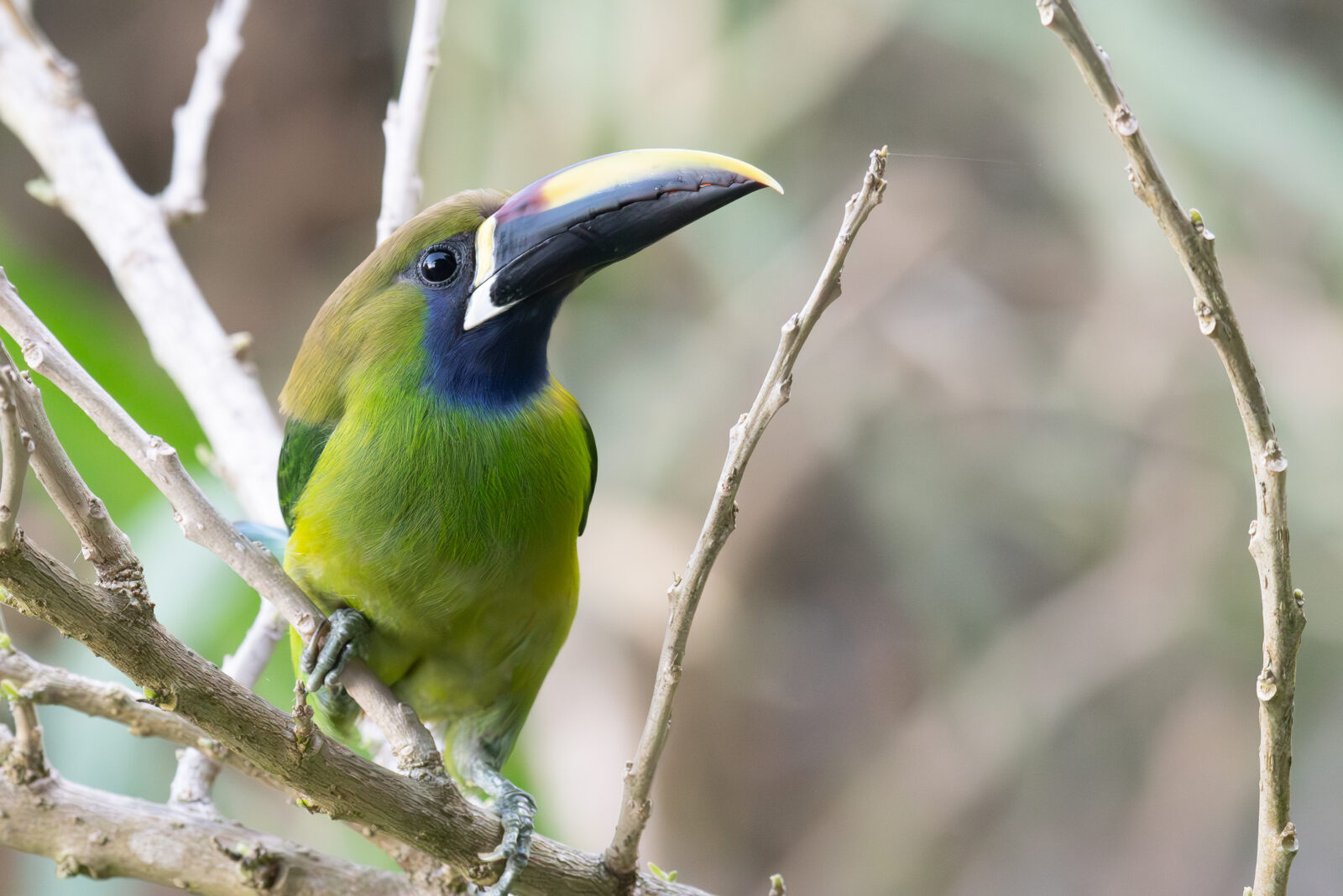 Northern Emerald Toucanet