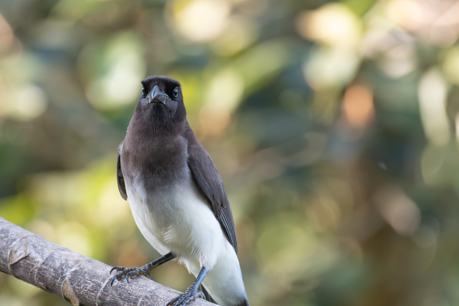 Brown Jay