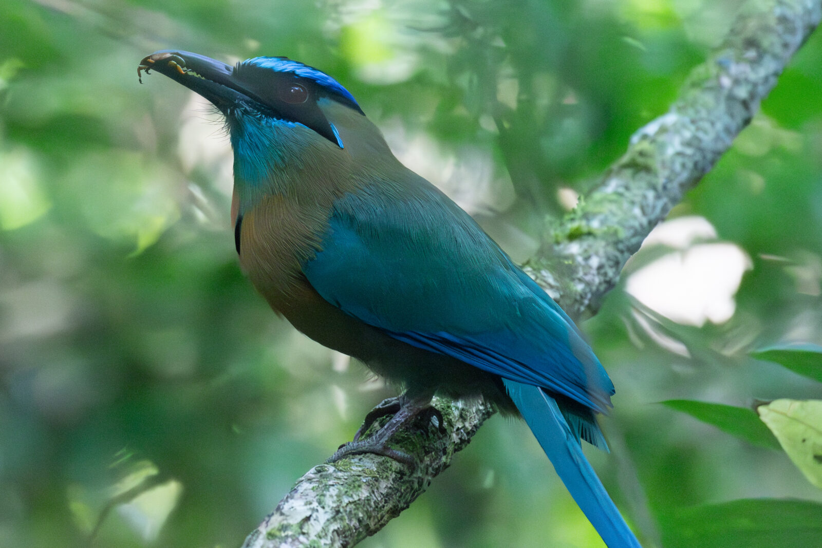 Lesson's Motmot