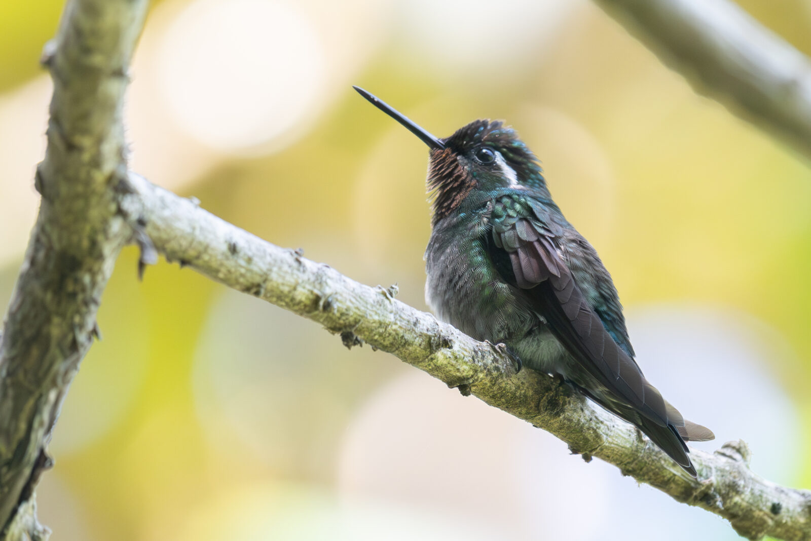Purple throated Mountain Gem
