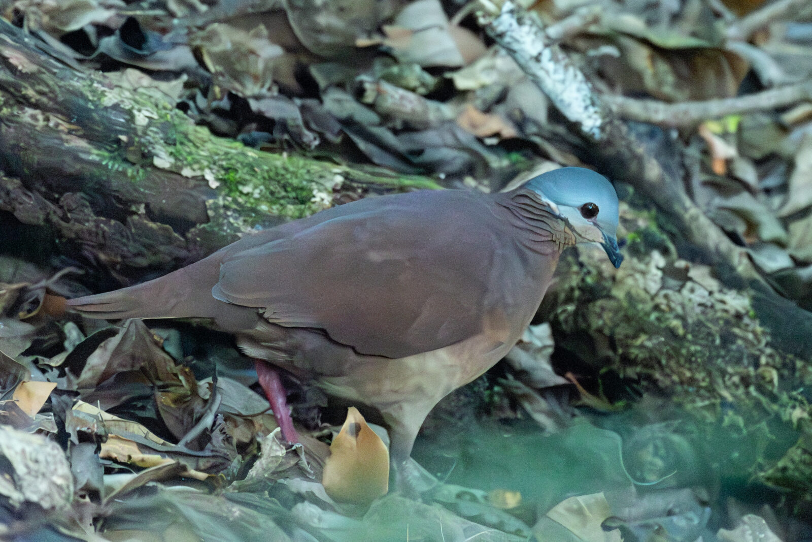 Chiriqui Quail-dove