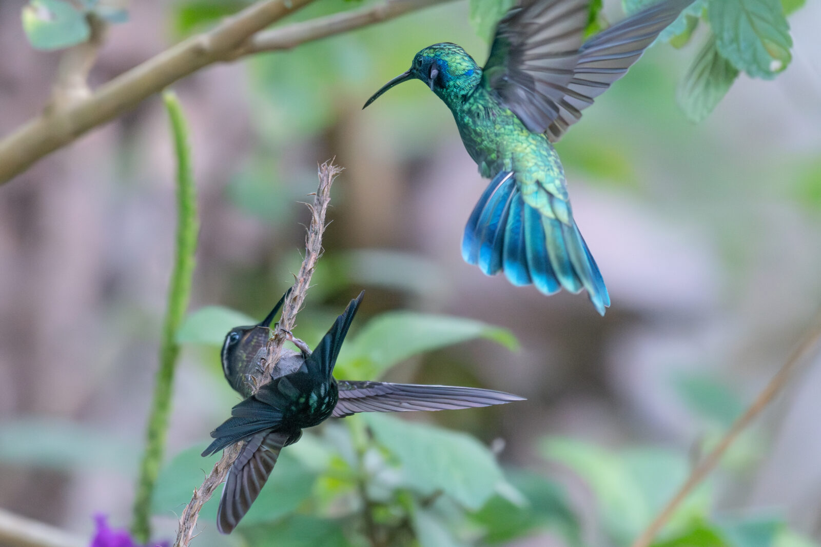 Lesser Violet ear and Purple throated Mountain gem