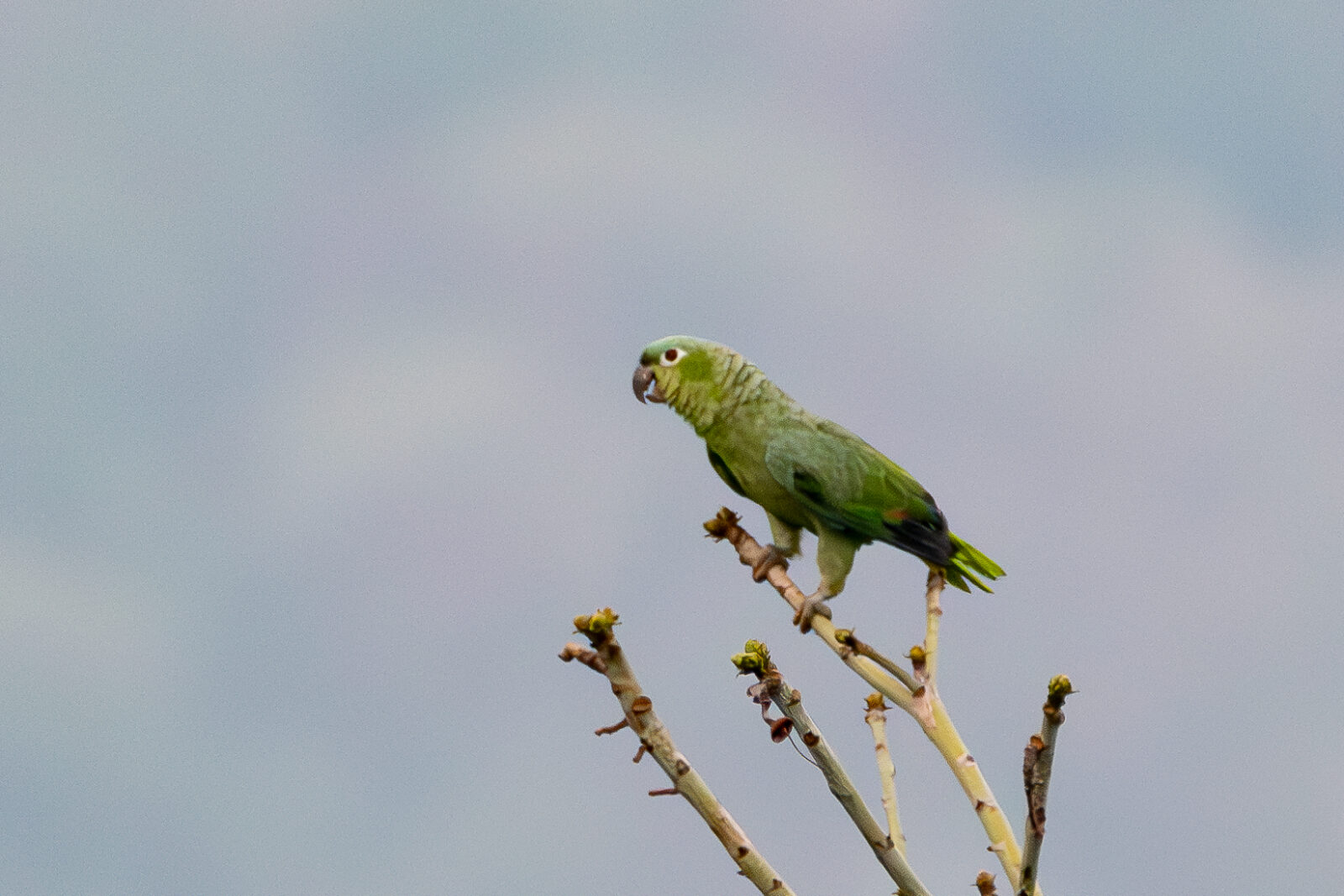 Mealy Parrot