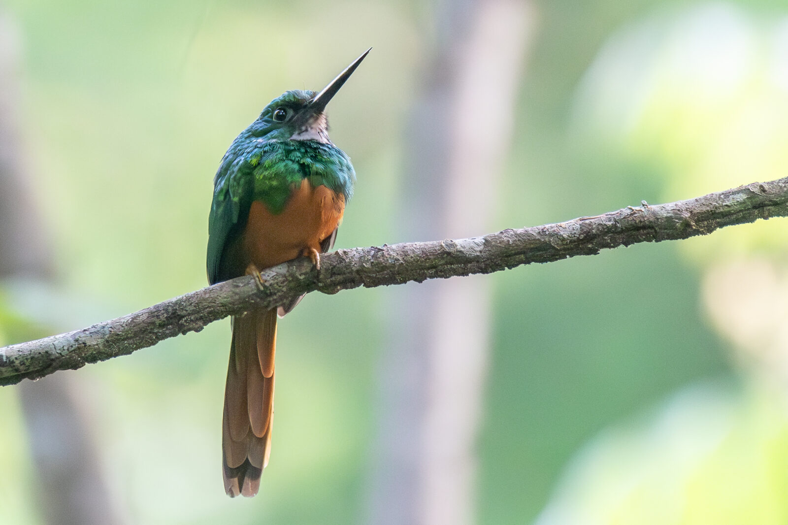 Rufous tailed Jacamar