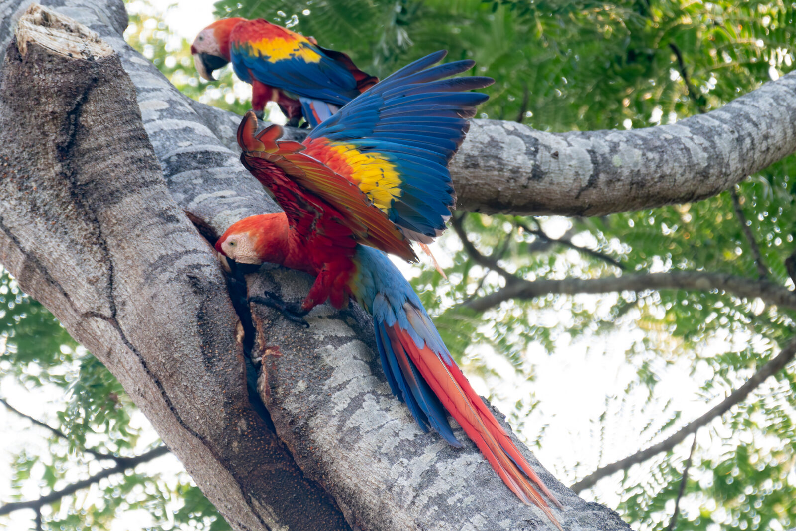 Scarlet Macaw