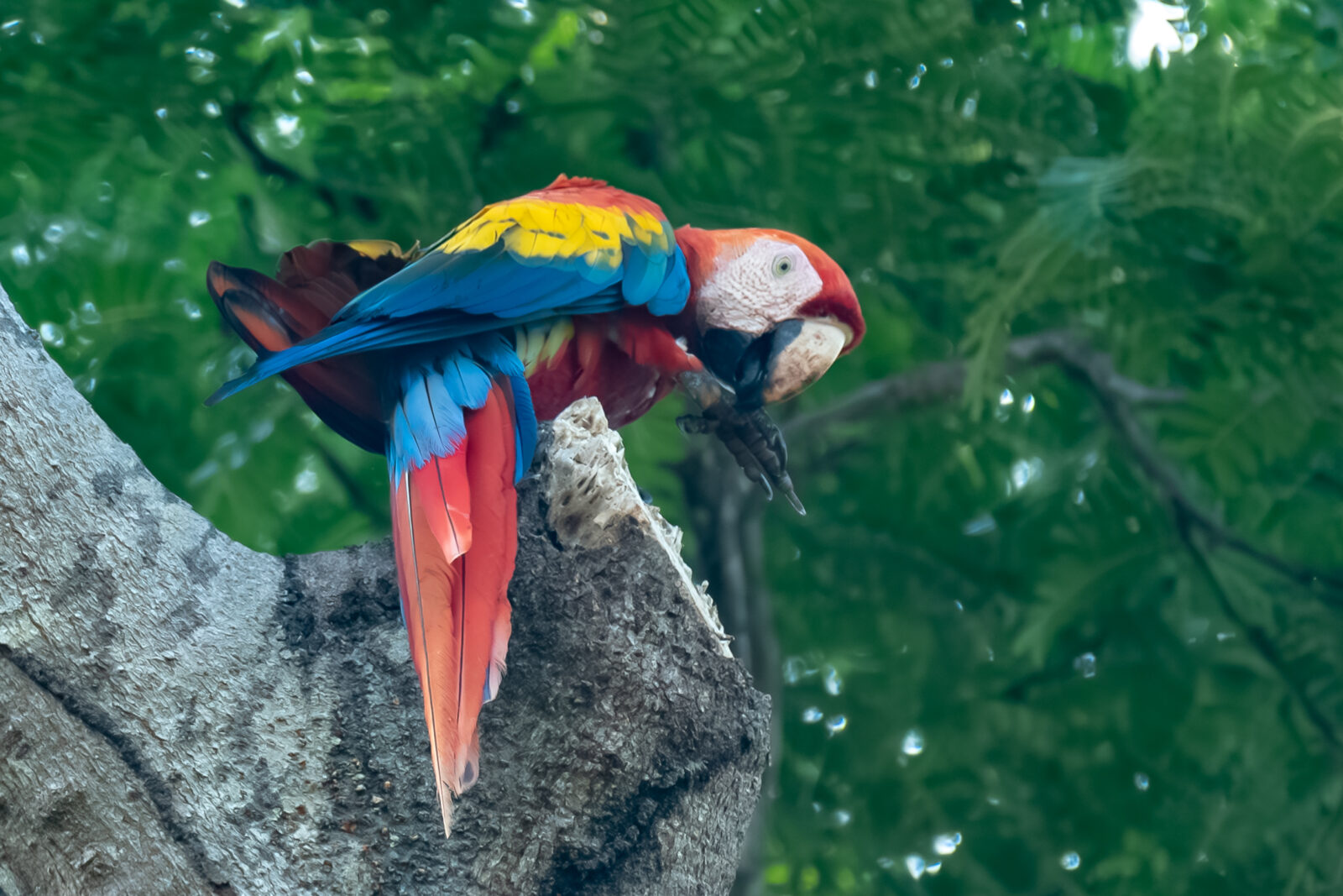 Scarlet Macaw