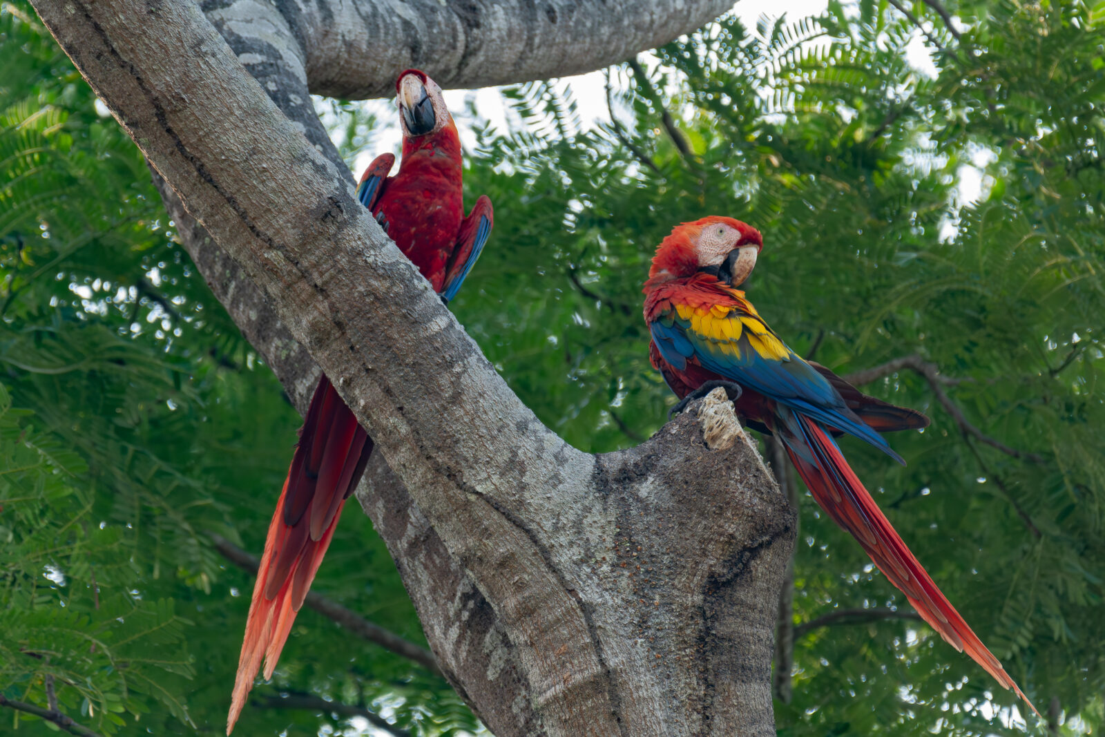 Scarlet Macaw