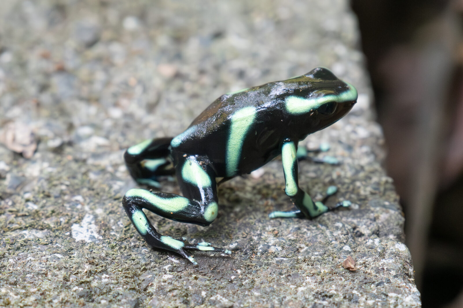 Green and Black Poison Dart Frog