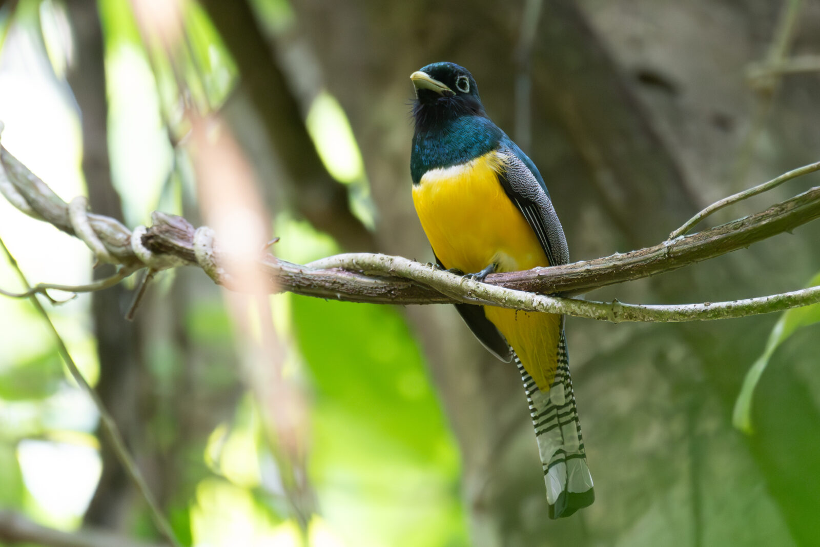 Northern Black-throated Trogon