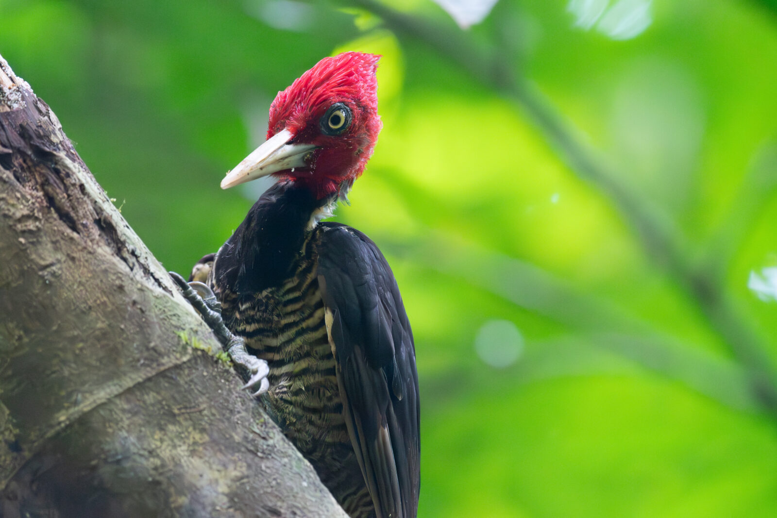Pale billed Woodpecker