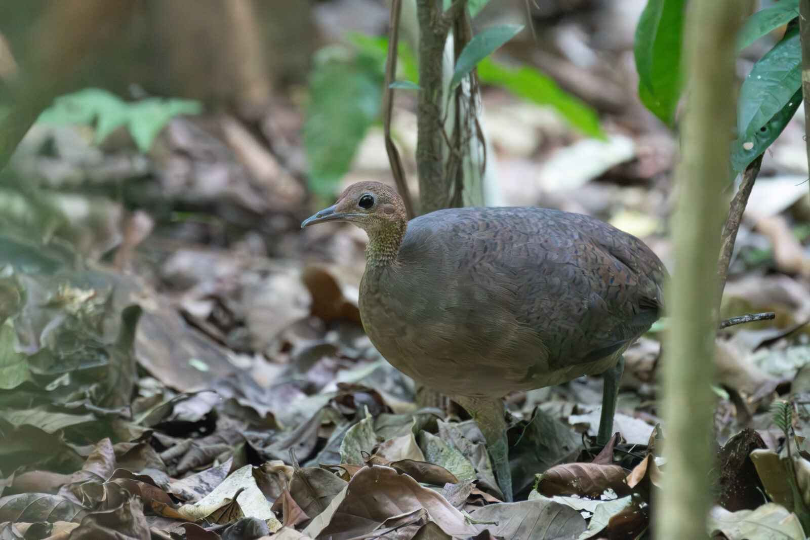 Great Tinamou