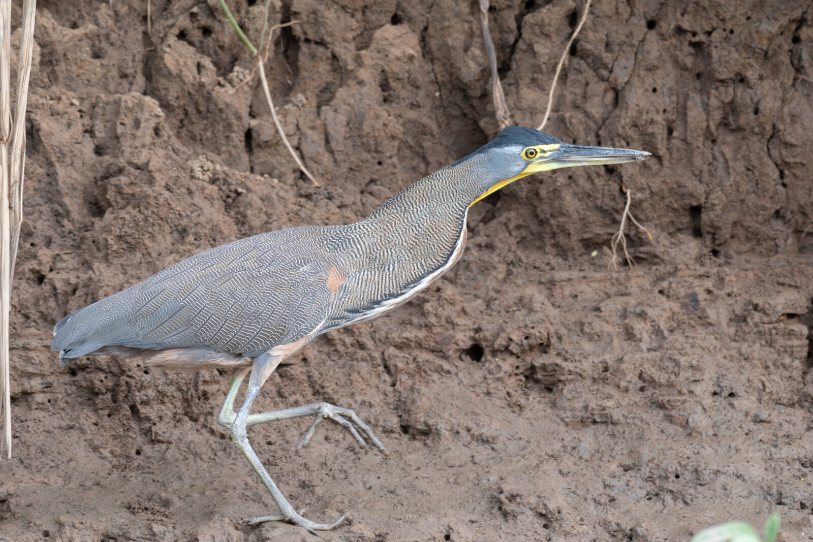 Bare throated Tiger Heron