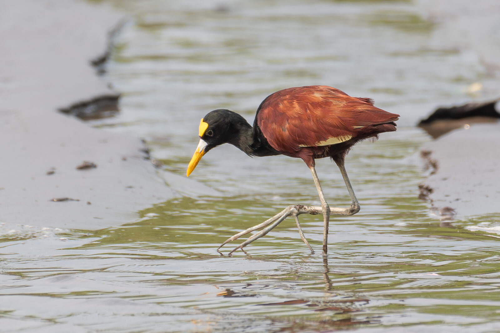 Northern Jacana
