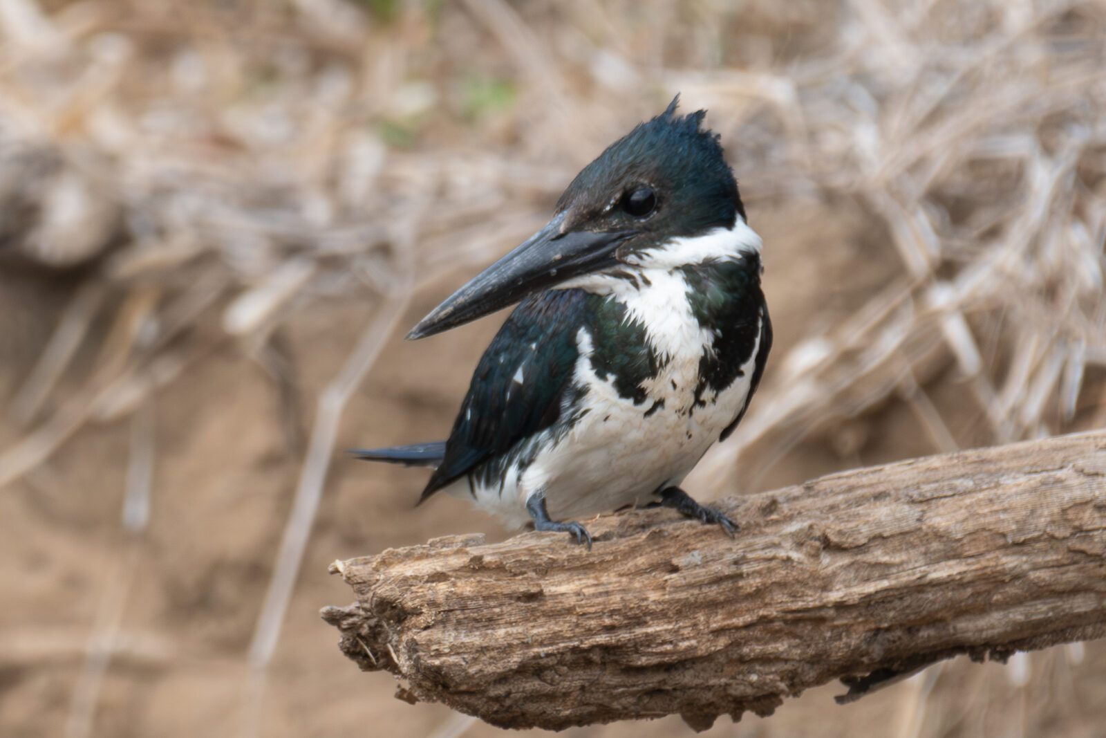 Amazon Kingfisher