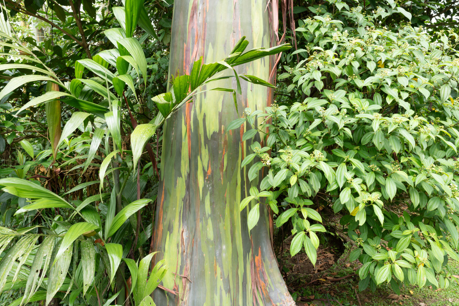 Rainbow Eucalyptus