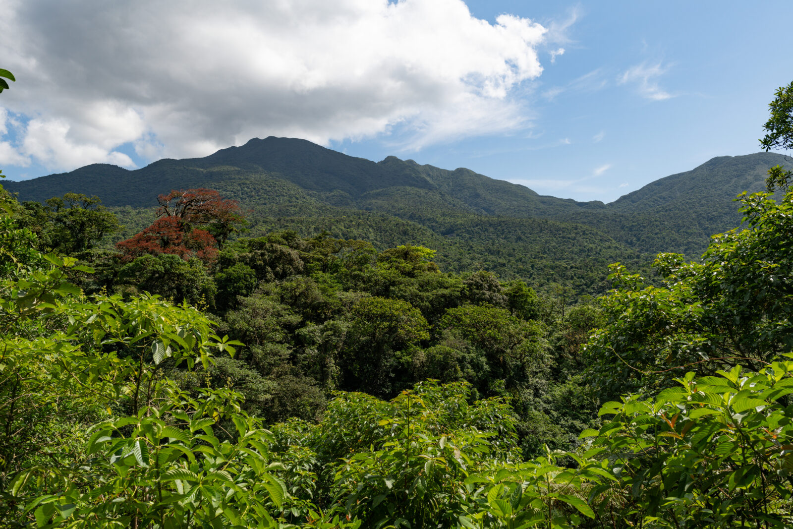 Texans in Costa Rica
