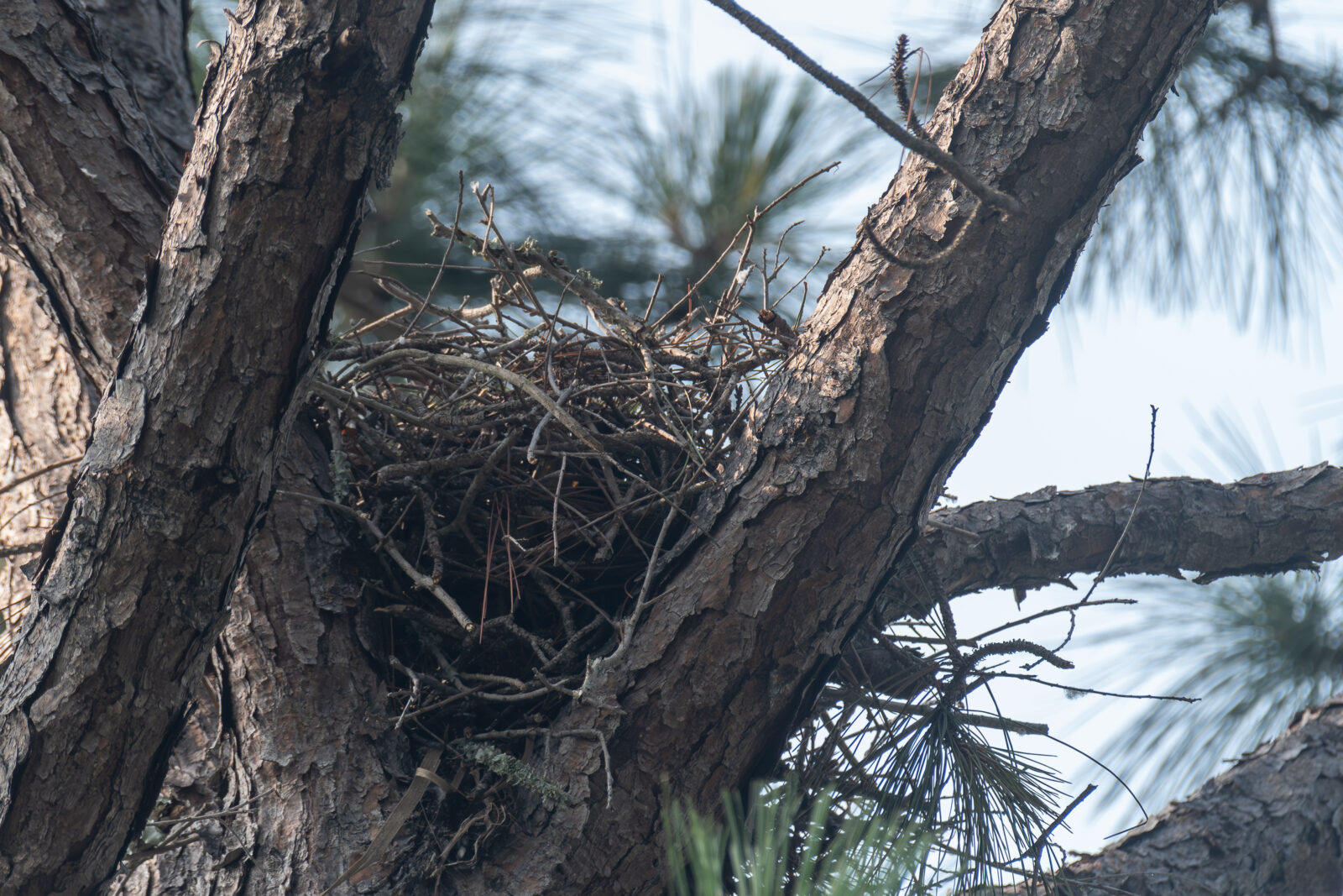 Nesting Broad-winged Hawks in Texas