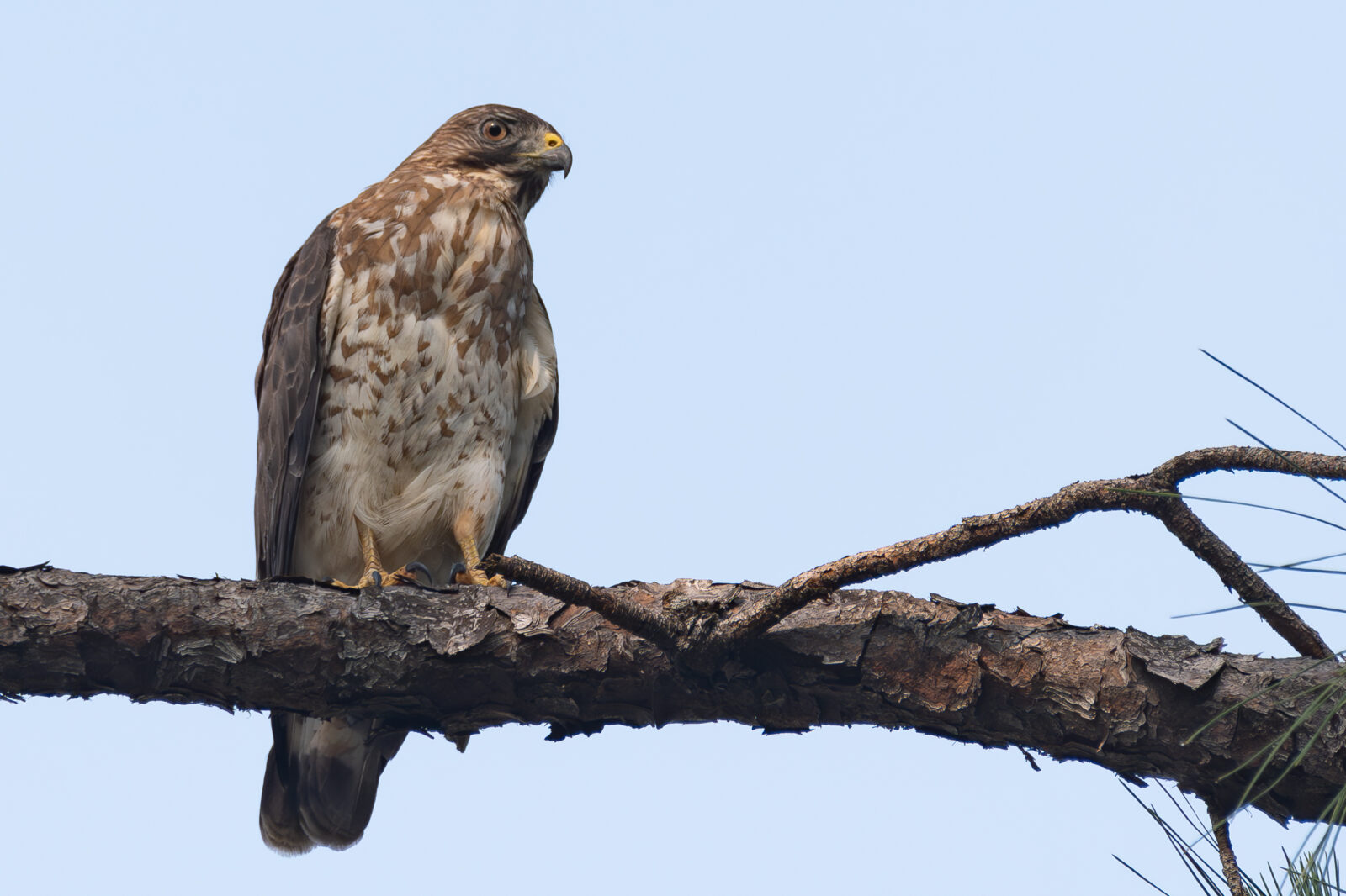 Nesting Broad-winged Hawks in Texas