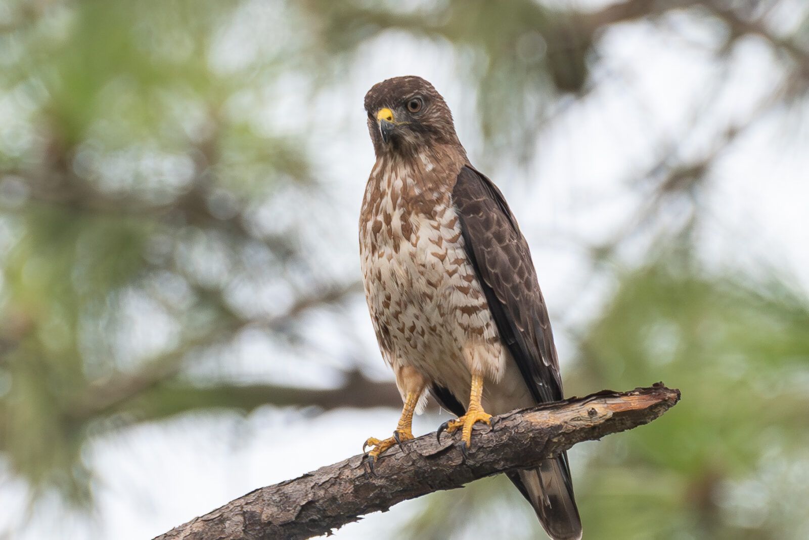 Nesting Broad-winged Hawks in Texas
