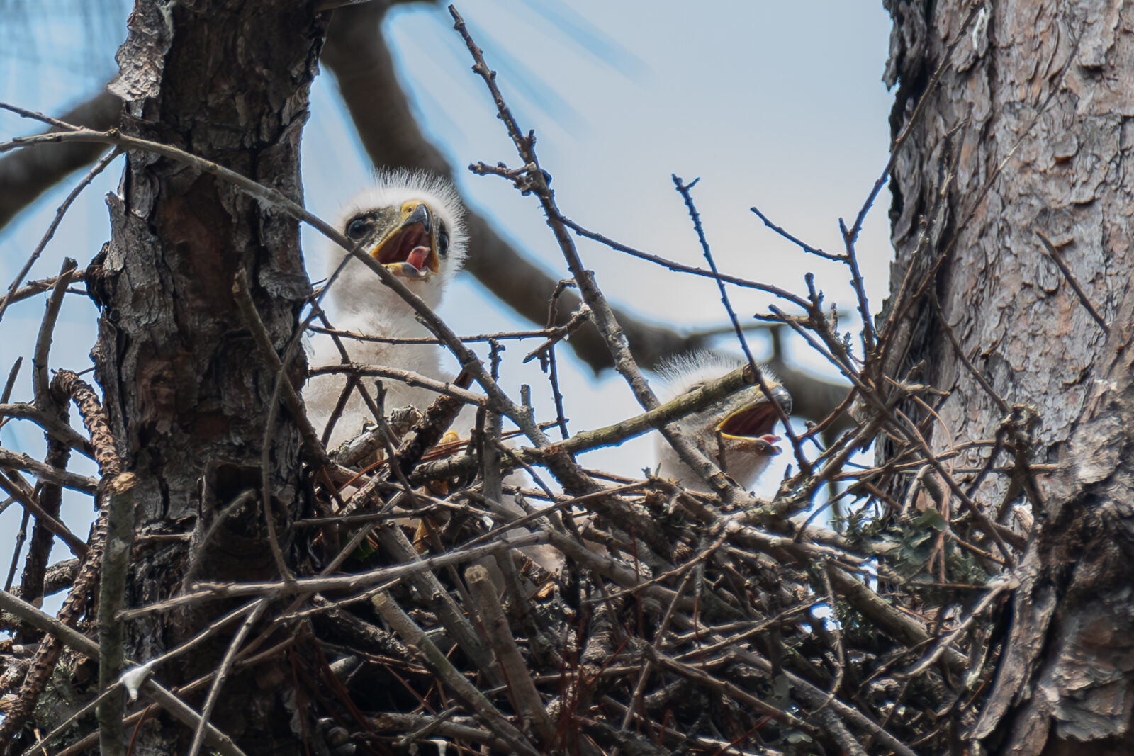 Nesting Broad-winged Hawks in Texas
