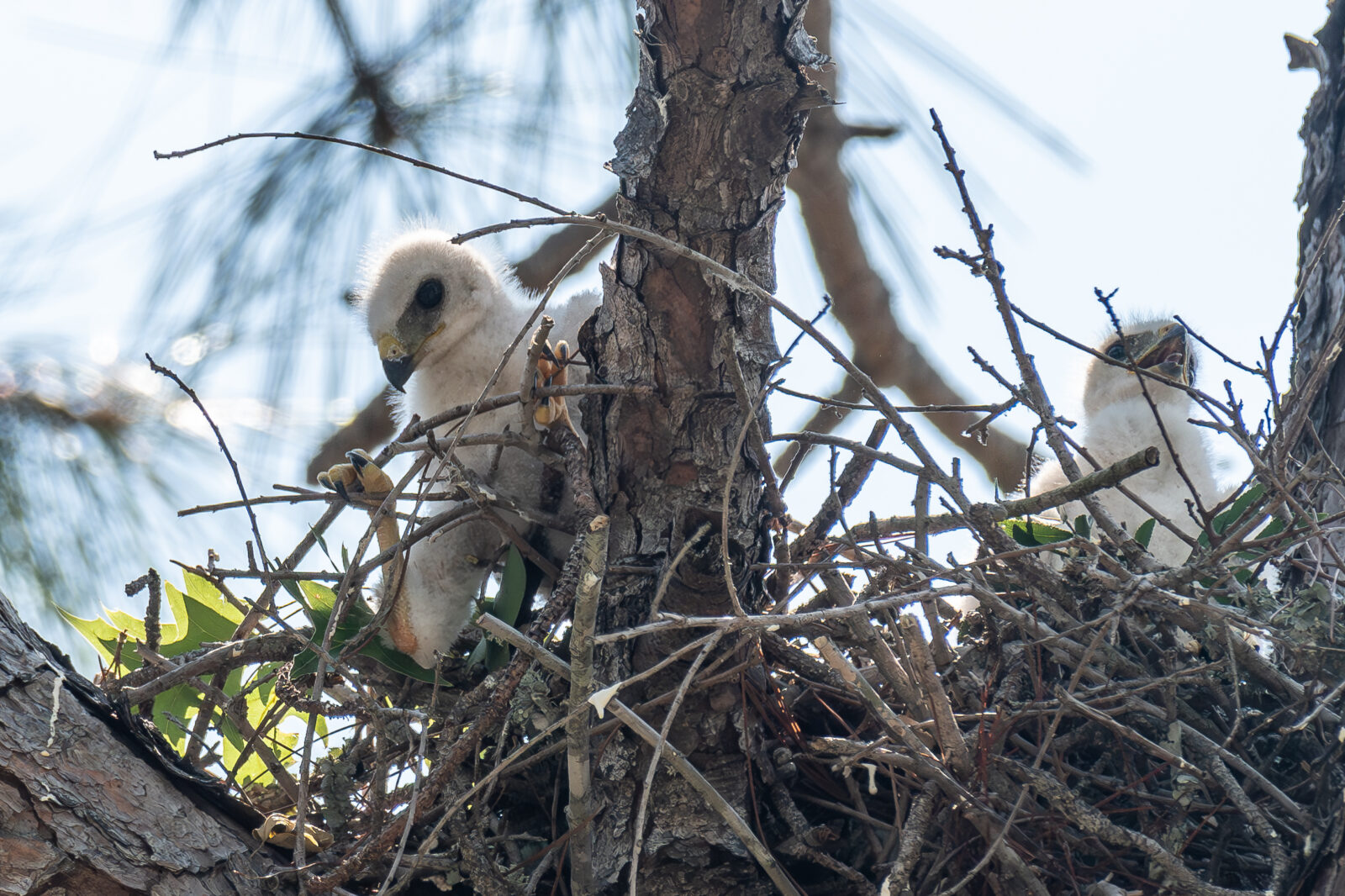 Nesting Broad-winged Hawks in Texas