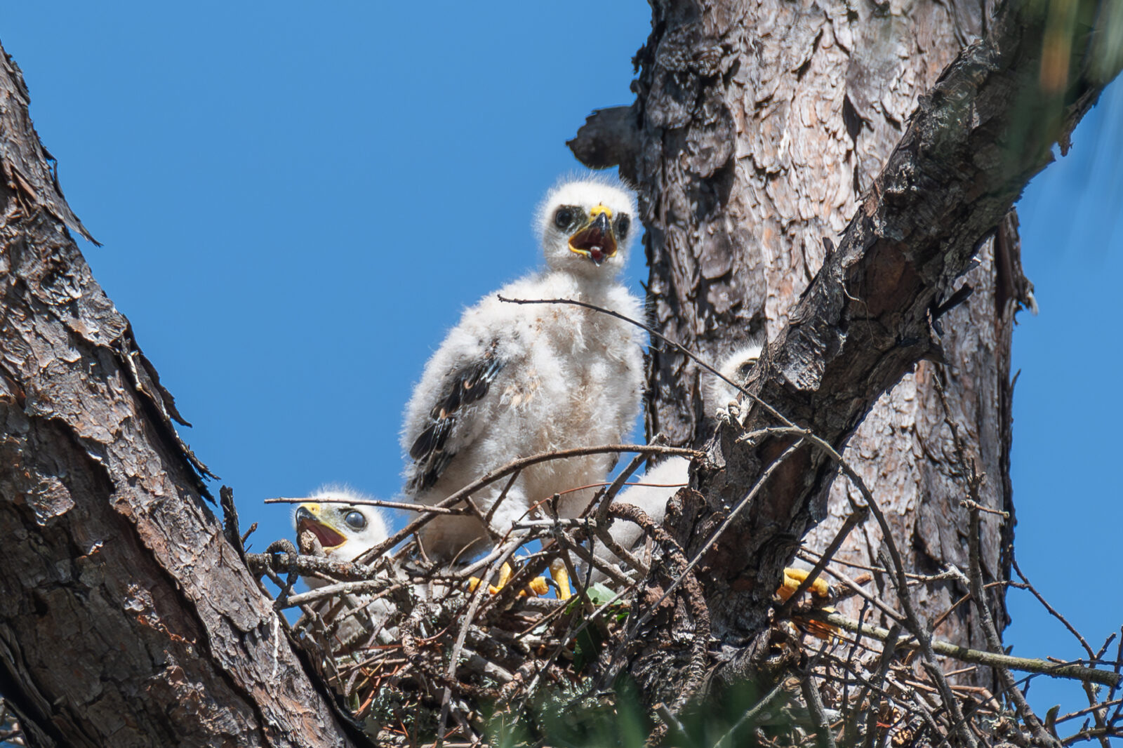 Broad-winged Hawk Chicks